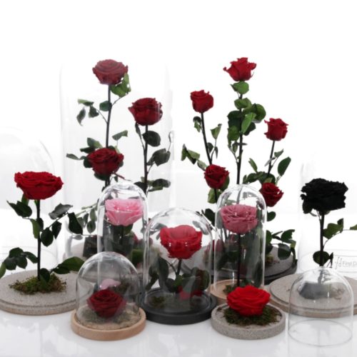 Forever Roses