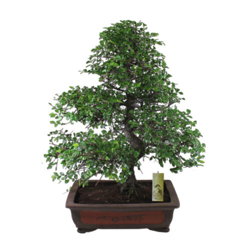 Bonsai